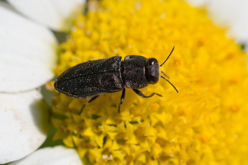 34 Anthaxia confusa.jpg